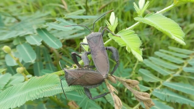 A pair of rice ear bugs mating on the leaf surface
