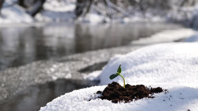 Young plant on a thawed plot of land against the background of a river.