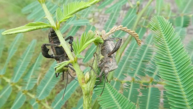 A pair of rice ear bugs that are perched on the tops of wild shrubs