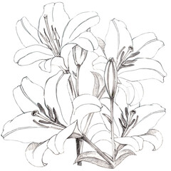 Monochrome sketch of lily on white background.