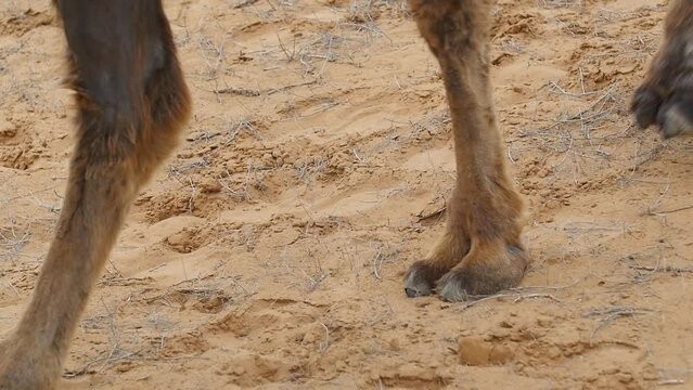 The legs of camels walking on the desert sands.