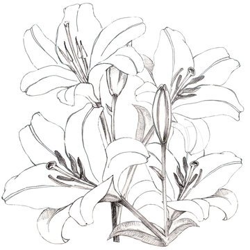 Monochrome sketch of lily on white background.