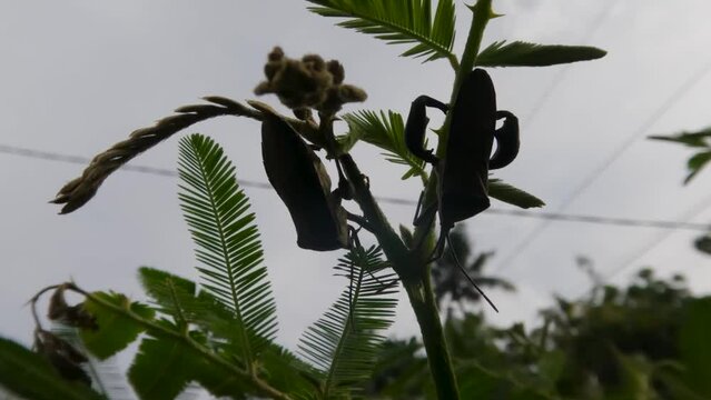 A pair of rice ear bugs that are perched on the tops of wild shrubs