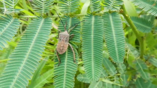 A rice ear bug that is perched on the top of a wild shrub