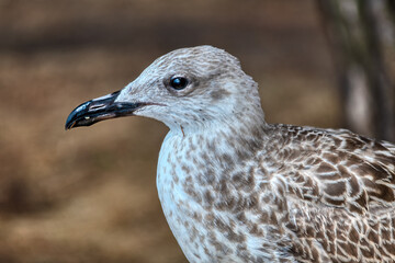 yellow-legged gull - Larus michahellis. Photo taken in the harbor of Fazana in croatia