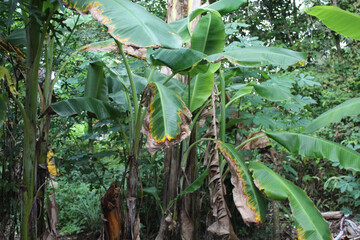 Green bananas attached on the tree