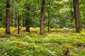 Scenic view over a forest and autumn colorful ferns
