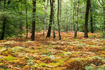 Scenic view over a forest and autumn colorful ferns
