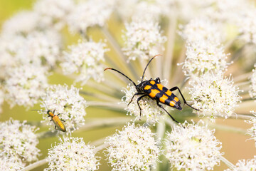 Closeup on a Spotted longhorn beetle, Leptura maculata on the white flower of a Wild carrot.