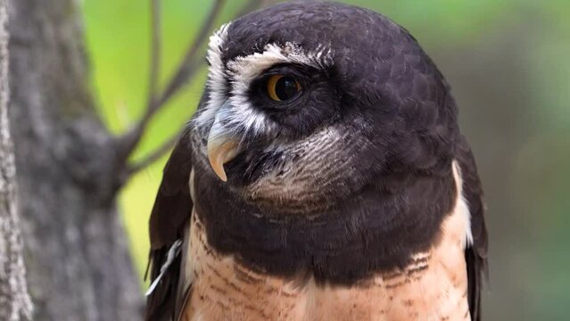 Spectacled Owl
