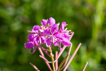 flowers of Fireweed, Chamaenerion angostifolium on a sunny summer day