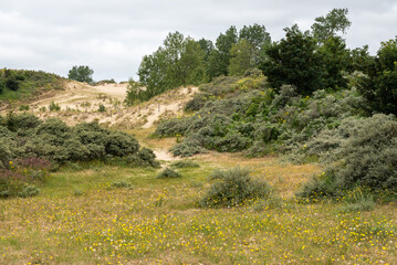 Flemish nature reserve with dunes and green vegetation