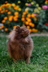 Beautiful mini dog pomeranian brown chocolate color. Purebred puppy portrait. Cheerful friendly little dog smiles. Summer walk with the animal. Calendar with pets. Spitz on the green grass in garden