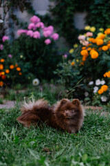 Fototapeta na wymiar Beautiful mini dog pomeranian brown chocolate color. Purebred puppy portrait. Cheerful friendly little dog smiles. Summer walk with the animal. Calendar with pets. Spitz on the green grass in garden