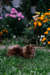 Fototapeta na wymiar Beautiful mini dog pomeranian brown chocolate color. Purebred puppy portrait. Cheerful friendly little dog smiles. Summer walk with the animal. Calendar with pets. Spitz on the green grass in garden