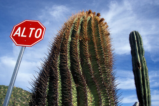 Stop sign in Spanish in a desert with cacti in Sonora in Mexico