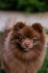 Naklejka na ściany i meble Beautiful mini dog pomeranian brown chocolate color. Purebred puppy portrait. Cheerful friendly little dog smiles. Summer walk with the animal. Calendar with pets. Spitz close-up