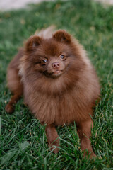 Naklejka na ściany i meble Beautiful mini dog pomeranian brown chocolate color. Purebred puppy portrait. Cheerful friendly little dog smiles. Summer walk with the animal. Calendar with pets. Spitz on the green grass in garden