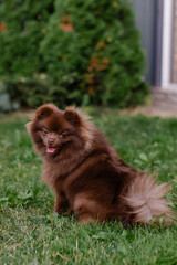 Beautiful mini dog pomeranian brown chocolate color. Purebred puppy portrait. Cheerful friendly little dog smiles. Summer walk with the animal. Calendar with pets. Spitz on the green grass in garden