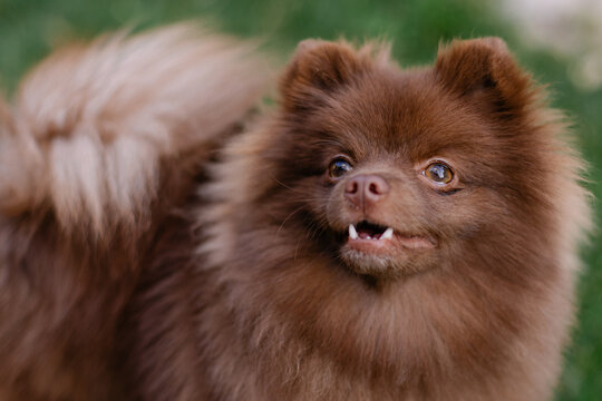 Beautiful mini dog pomeranian brown chocolate color. Purebred puppy portrait. Cheerful friendly little dog smiles. Summer walk with the animal. Calendar with pets. Spitz
