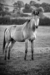 Obraz na płótnie Canvas Horse Black and White