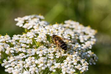 Floral blurred background, bee collects honey on yarrow flowers