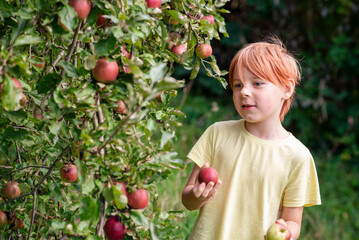 boy of nine years old in an apple orchard