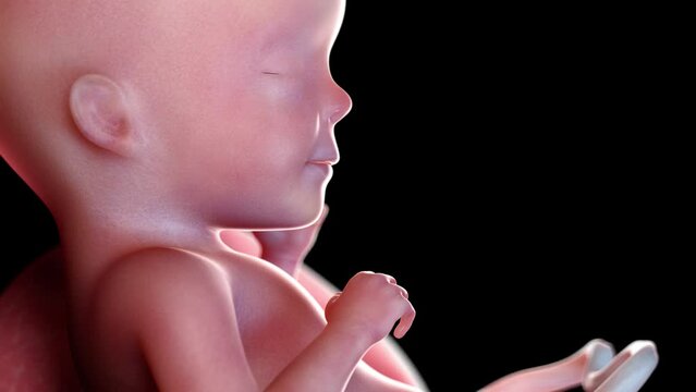 3d rendered animation of  a human fetus week 26