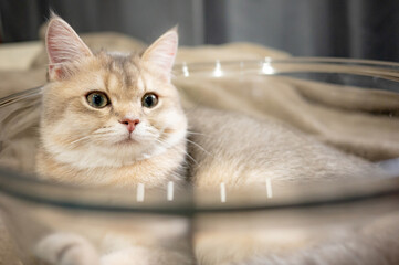 Golden Chinchilla British Shorthair cat lying in glass bowl at home. A cute domestic cat with thick fur. Feline and pet concepts