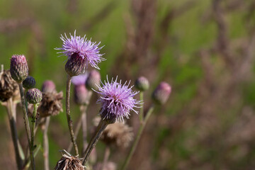 Centaurea jacea, brown knapweed violet flowers in meadow macro selectiwe focus