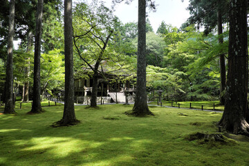 京都・大原【三千院】　苔庭と往生極楽院　Sanzen-in temple KYOTO JAPAN