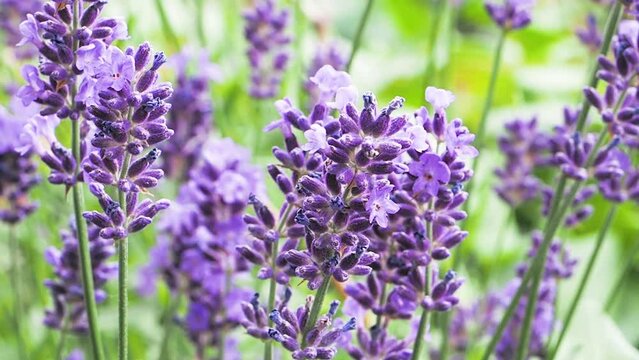 Lavendel und Bienen - lavandula angustifolia 