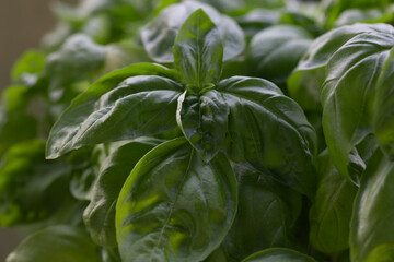 Fresh basil on a dark background. Green basil. Green basil on a dark background. Food background.
