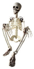 squelette d' homme en plastique