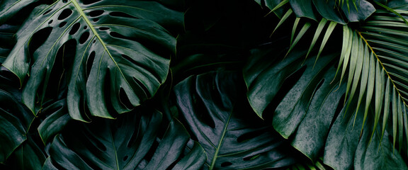Tropical foliage, closeup of green monstera plant and palm leaf background © pernsanitfoto