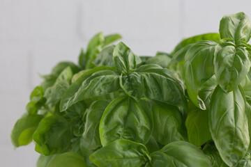 Fresh basil on a dark background. Green basil. Green basil on a dark background. Food background.