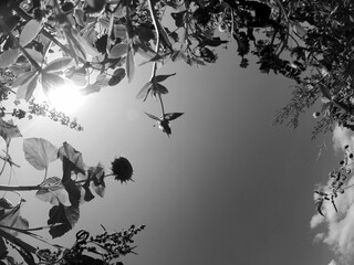 Low angle grayscale shot of flowers against the sky