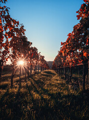 sunset in the vineyards in germany
