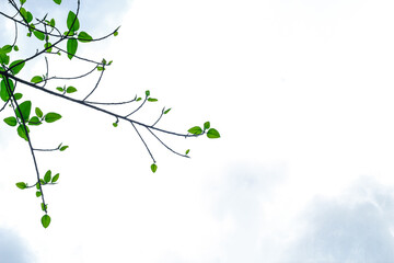 Fresh and green leaves with a sky background for the wallpaper.