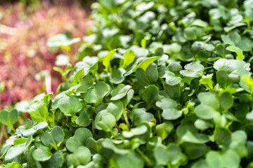 Microgreens