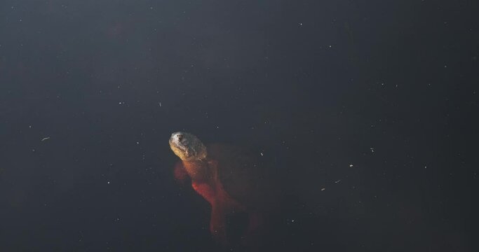 Florida Wildlife: Common Snapping Turtle in Dark Brackish Water in the Wild