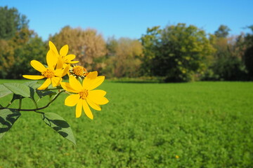 Jerusalem artichoke or tuberous sunflower, or ground pear Helianthus tuberosus is a species of perennial herbaceous tuberous plants of the genus Sunflower of the Asteraceae family. Yellow flowers. - obrazy, fototapety, plakaty