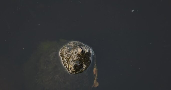 Closeup of a Snapping Turtle in Water
