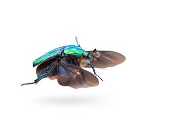 beetle in flight isolated on white