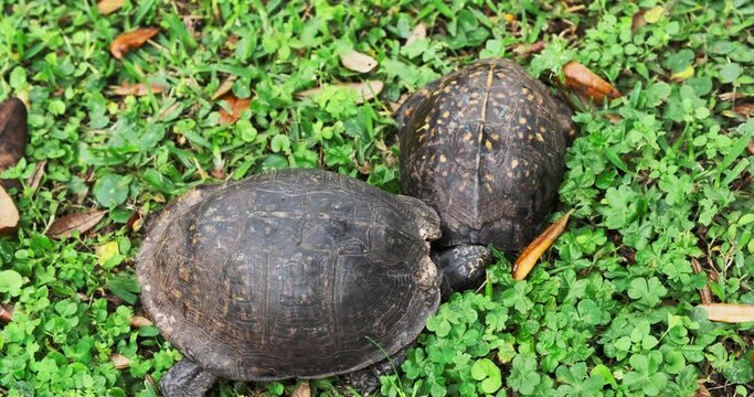 Fighting Male Box Turtles Animal Video
