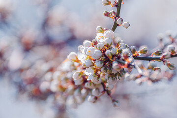 spring blossoms 2
