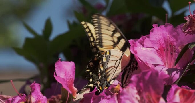 Eastern Tiger Swallowtail Butterfly (Papilio glaucus) on Flowers in Spring