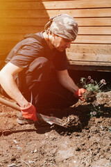 young mature man gardener and farmer 40+ years old with male hands in gloves plants daisy wildflowers on his suburban homestead in countryside village near house gardening and decorating land. flare - obrazy, fototapety, plakaty