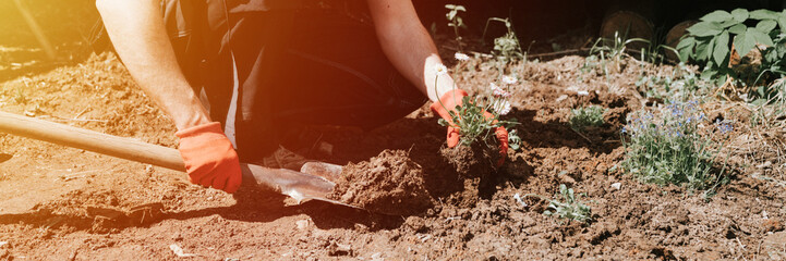 young mature man gardener and farmer 40+ years old with make hands in gloves pants daisy...
