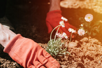 male hands in red gloves of young mature man gardener and farmer plants daisy wildflowers on his suburban homestead in countryside village near house gardening and decorating land. flare - obrazy, fototapety, plakaty